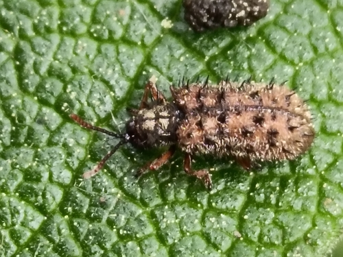 Dicladispa occator