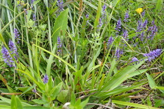 Polygala linoides