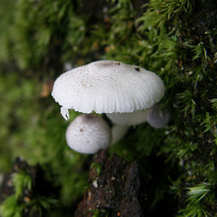 Lepiota phaeosticta