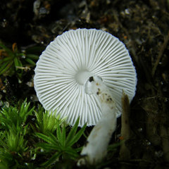 Lepiota phaeosticta