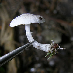 Lepiota phaeosticta