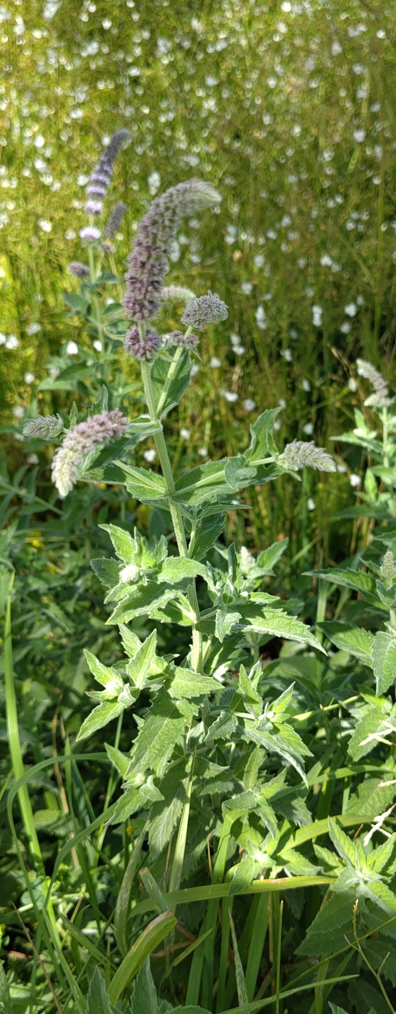 Menta dalmática