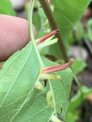 Craneiobia tuba