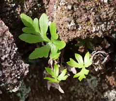 Doryopteris decipiens