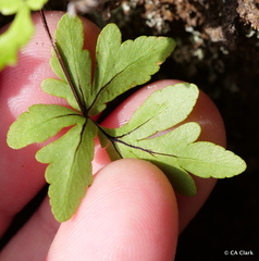 Doryopteris decipiens