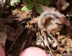 Doryopteris decipiens