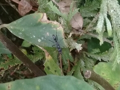 Neoponera apicalis
