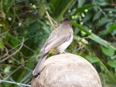 Pycnonotus barbatus tricolor
