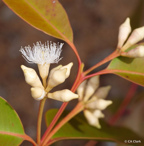 Eucalyptus robusta observed 2019-10-19