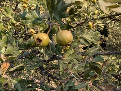 Azarole (Crataegus azarolus)