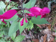Salvia involucrata