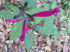 Salvia involucrata