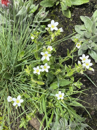 Cerastium afromontanum