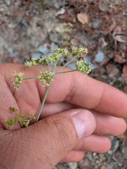 Marios Thoma, CC BY, iNaturalist via GBIF Glaucosciadium cordifolium, photograph Marios Thoma, CC BY, iNaturalist via GBIF