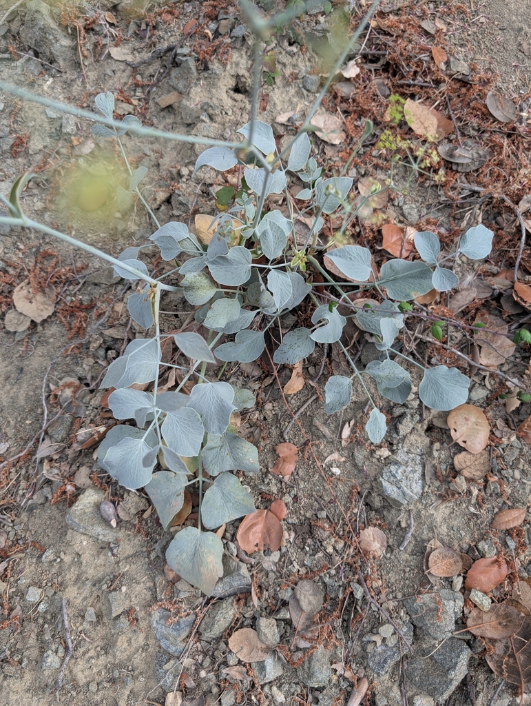 Glaucosciadium cordifolium; photograph Marios Thoma, CC BY, iNaturalist via GBIF