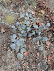 Glaucosciadium cordifolium
