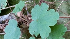Heuchera missouriensis