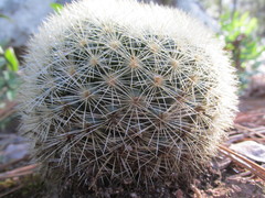 Mammillaria densispina