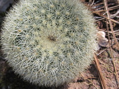 Mammillaria densispina