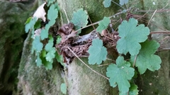 Heuchera missouriensis