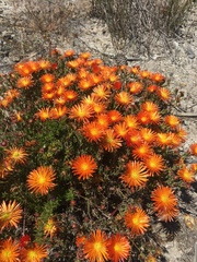 Lampranthus glaucoides