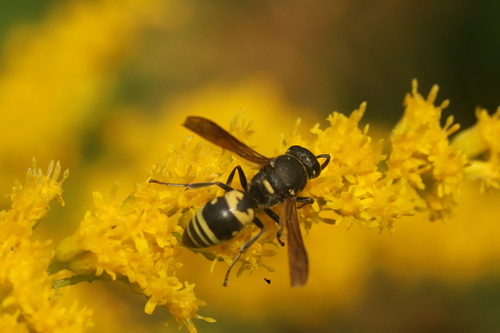 Euodynerus notatus observed 2025-08-17