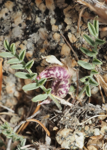 raven's milkvetch (Astragalus ravenii)