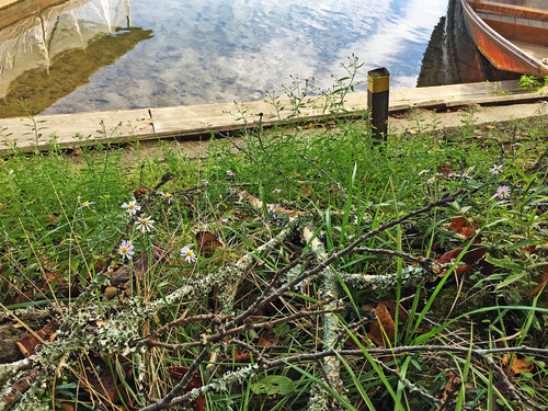 Aster microcephalus, photograph 1
