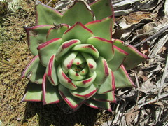 Echeveria agavoides