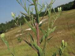 Brickellia eupatorioides eupatorioides