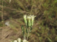 Brickellia eupatorioides eupatorioides