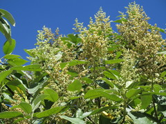 Buddleja cordata