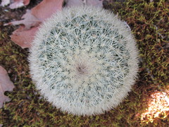 Mammillaria densispina