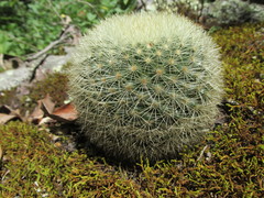 Mammillaria densispina