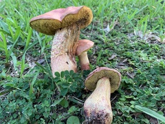 Boletaceae