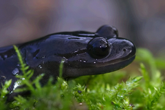Boulenger's Oriental Salamander photo 3