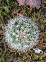 Mammillaria densispina