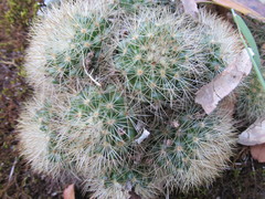 Mammillaria densispina