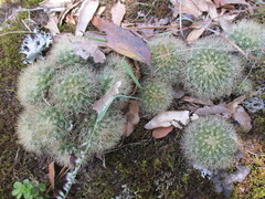 Mammillaria densispina