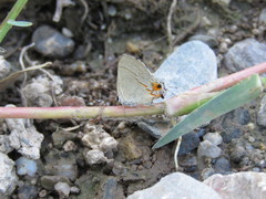 Electrostrymon hugon