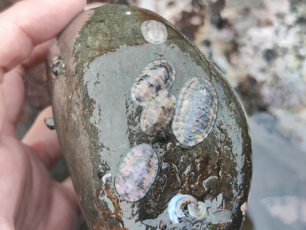 Ischnochiton hayamii