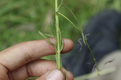 Agalinis peduncularis