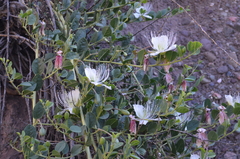 Capparis spinosa herbacea