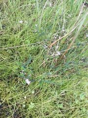 Agathosma orbicularis