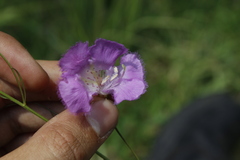 Agalinis peduncularis