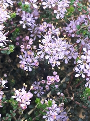 Agathosma orbicularis