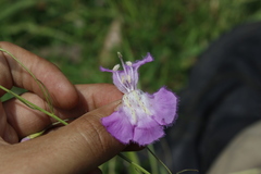 Agalinis peduncularis