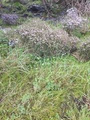 Agathosma orbicularis