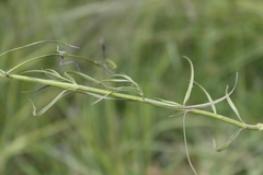 Agalinis peduncularis