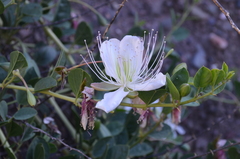Capparis spinosa herbacea